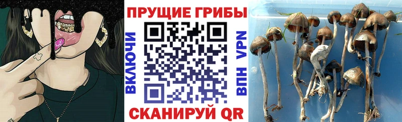 Псилоцибиновые грибы MAGIC MUSHROOMS Озёры
